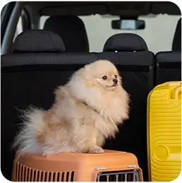 Pomeranian sitting on a pet carrier in a car boot
