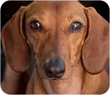 Dachshund looking at the camera