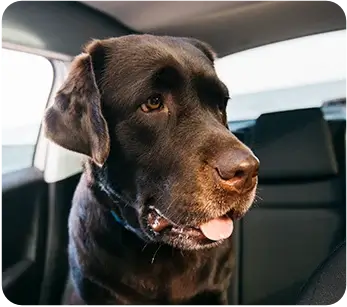 Chocolate Labrador sitting in the back seat of a car
