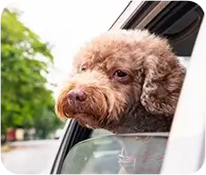 Poodle looking out of a car window