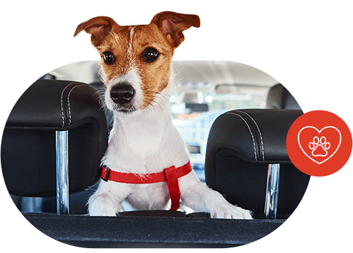 Jack Russell terrier in a taxi back seat