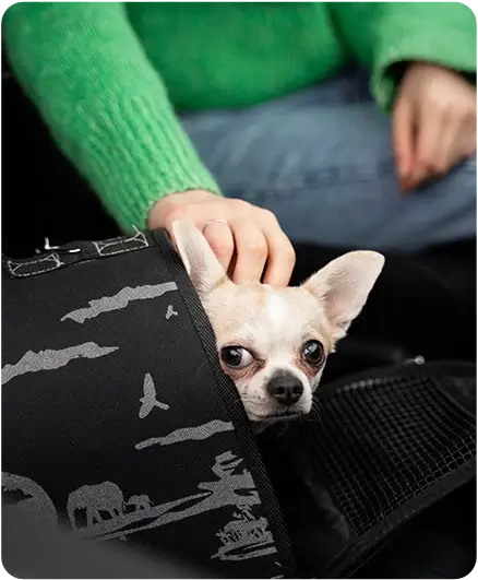 Small dog in a travel carrier on a passenger lap